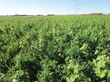 A view of the cover crop blend and its robust growth on Nick Stokman’s field in October 2022.