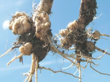 This year’s disease survey discovered another field with clubroot symptoms. file photo