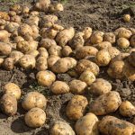 Potatoes can grow around foreign objects, causing a food safety risk.