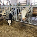 A new enzyme-based feed additive shows promise for increasing feed efficiency.