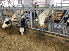 A new enzyme-based feed additive shows promise for increasing feed efficiency.