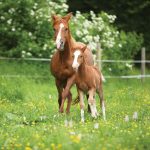Natural movement and a ready supply of forage are equally important to horse health.