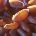 Average protein levels in wheat are reportedly on the low side elsewhere in the world.