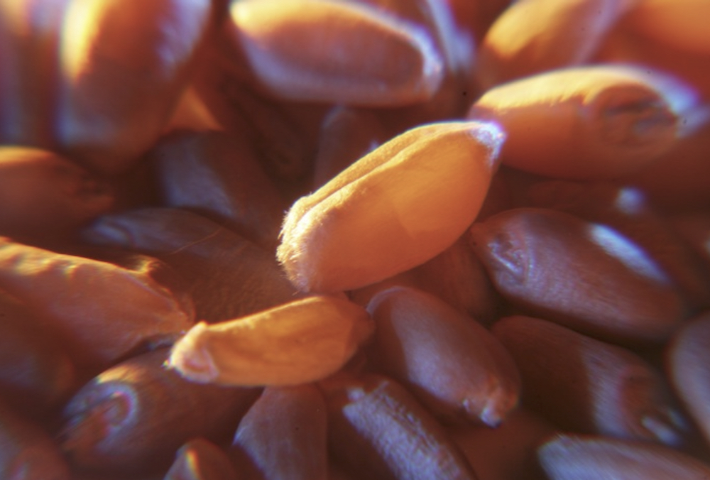 Average protein levels in wheat are reportedly on the low side elsewhere in the world.