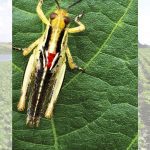 A grasshopper falls victim to a predatory vampiric mite under its wings. While the mites don’t kill, they severely hinder the grasshopper’s ability to feed and cause damage.