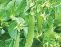 photo: yana tatevosian/istock/getty images