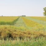 Canola goes down in central Manitoba in early September. A tall crop causes problems for some producers.