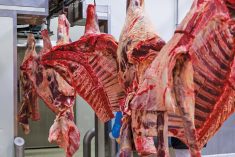 “We haven’t just said, ‘we’re not going to support you implementing this.’ We’ve said, ‘We are going to oppose you and we are opposing you.’” – John Masswohl, Canadian Cattle Association