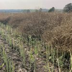 A canola swath in south Saskatchewan on Aug. 27, 2023.
