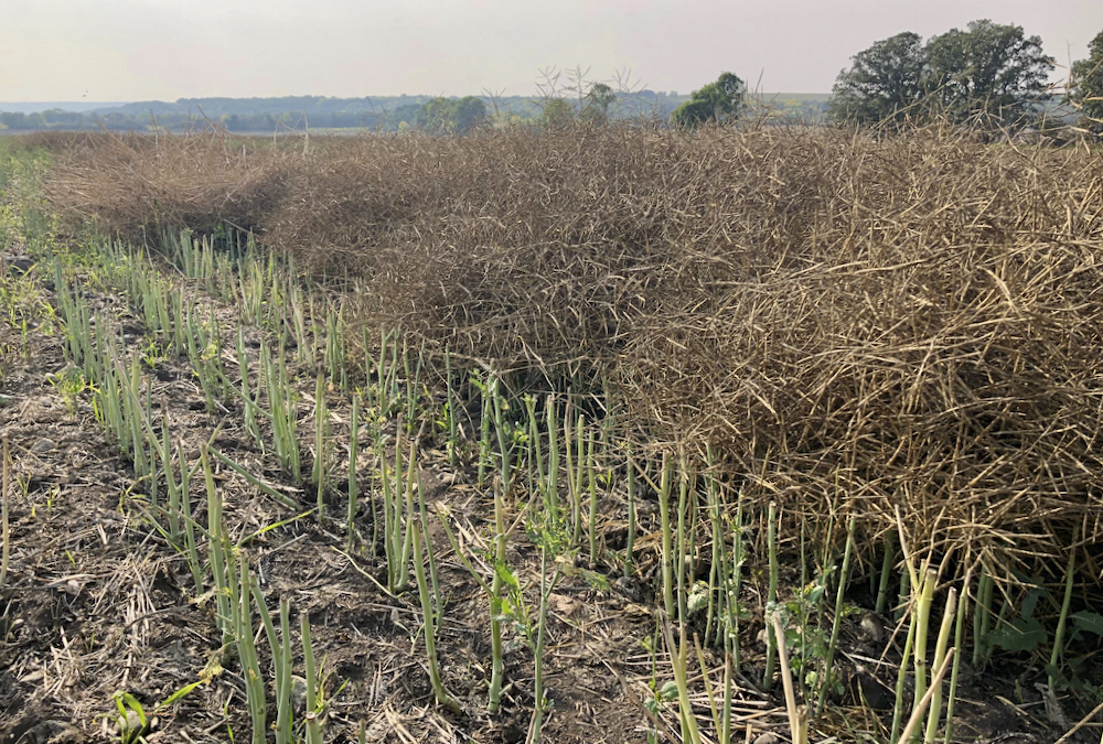 A canola swath in south Saskatchewan on Aug. 27, 2023.