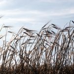Barley. (Doug Wilson photo courtesy ARS/USDA)
