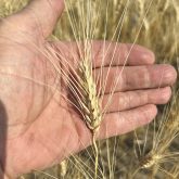 A durum wheat crop near Acadia Valley, Alta., stands shorter than normal and produced fewer kernels than normal due to dry conditions.
