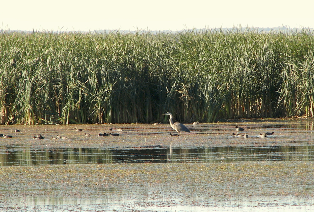 Lush beds of pond weeds attract a diversity of birds to Duck Slough.