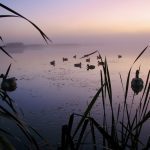 Decoys are set in anticipation of a morning flight of ducks.
