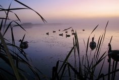Decoys are set in anticipation of a morning flight of ducks.