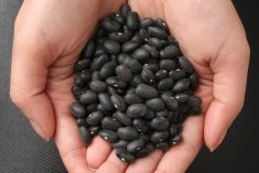 Yields for 2023 bean crops are trending below five- and 10-year averages.