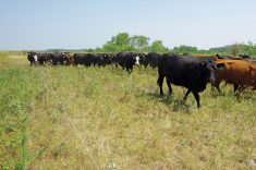Cattle cross into a paddock with fresh forage within Ted Unruh’s rotational grazing system near Cromer, Man.
