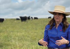 The Beef Cattle Research Council really got its start when government started backing out of beef research, says Andrea Brocklebank, BCRC executive director.