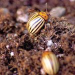 Hungry potato beetles in southern Manitoba in June 2023.