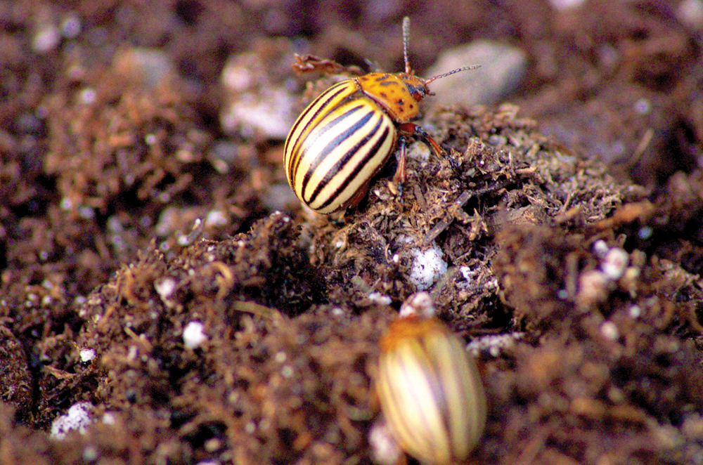 Hungry potato beetles in southern Manitoba in June 2023.