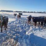 Cattle fitted with NoFence virtual fencing technology.