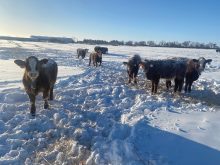 Cattle fitted with NoFence virtual fencing technology.