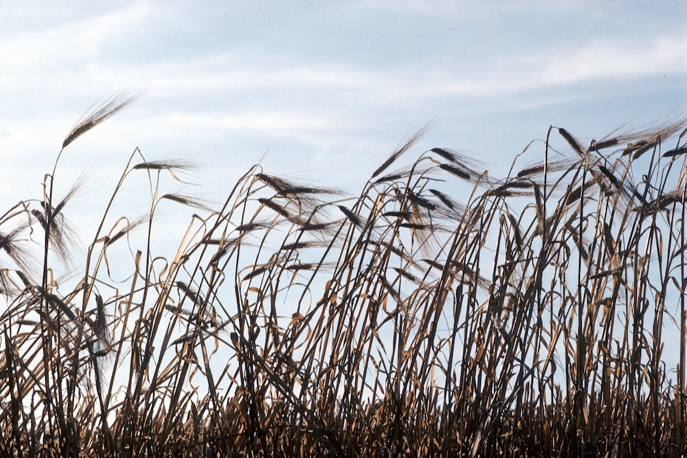 Barley. (Doug Wilson photo courtesy ARS/USDA)
