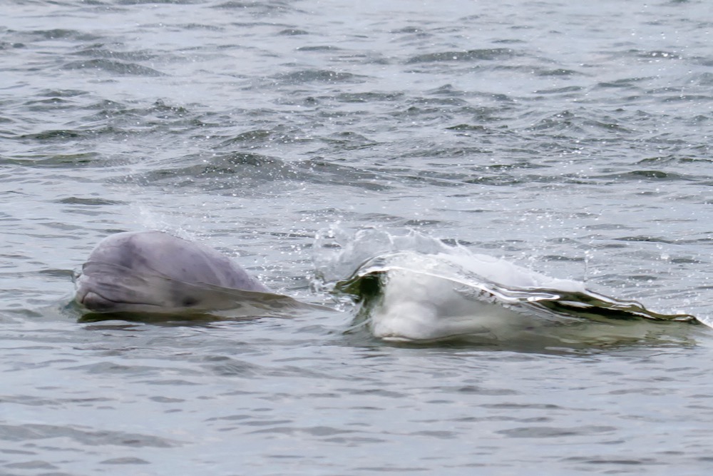 File photo of beluga whales in Hudson Bay off Churchill, Manitoba. (Lynn_Bystrom/iStock/Getty Images)
