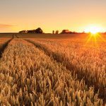 “I would say that generally, worldwide, the protein levels are a little bit hit or miss. In other words, there’s enough of a problem that people are seeking out protein or better-quality wheat.” – Neil Townsend, GrainFox.