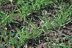 Counting the stems and tillers of fall-emerged winter cereals will provide a better stand assessment.