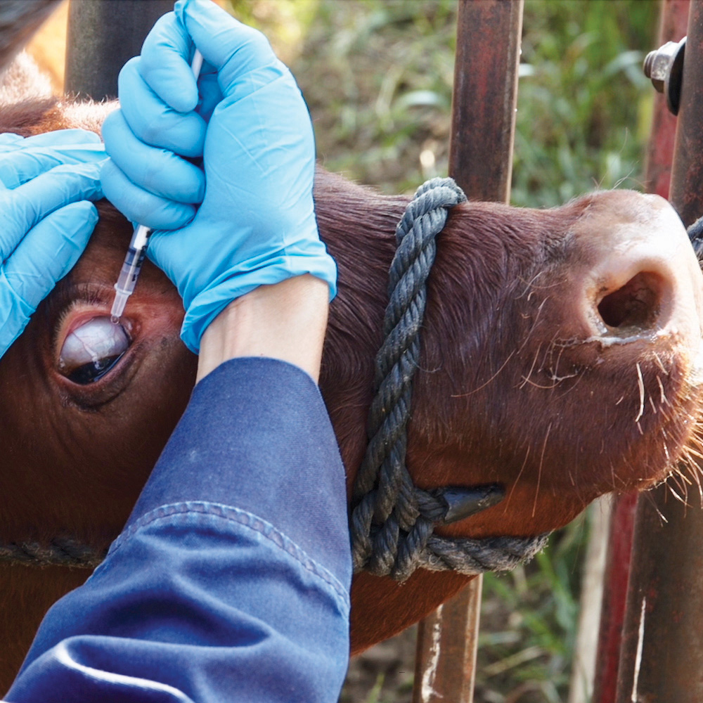 University of Saskatchewan researcher Paola Elizalde Ruiz drops an experimental vaccine vector into the eye of a calf.
