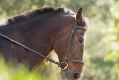 Managing your stallion
