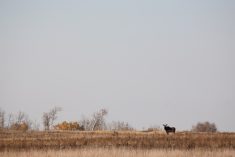 File photo of moose in a Saskatchewan field. (BobLoblaw/iStock/Getty Images)
