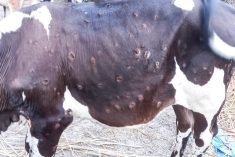 File photo of a case of lumpy skin disease in Bangladesh. (Md Babul Hosen/iStock/Getty Images)