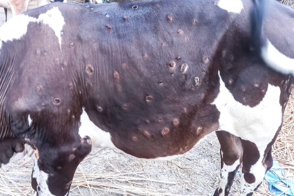 File photo of a case of lumpy skin disease in Bangladesh. (Md Babul Hosen/iStock/Getty Images)
