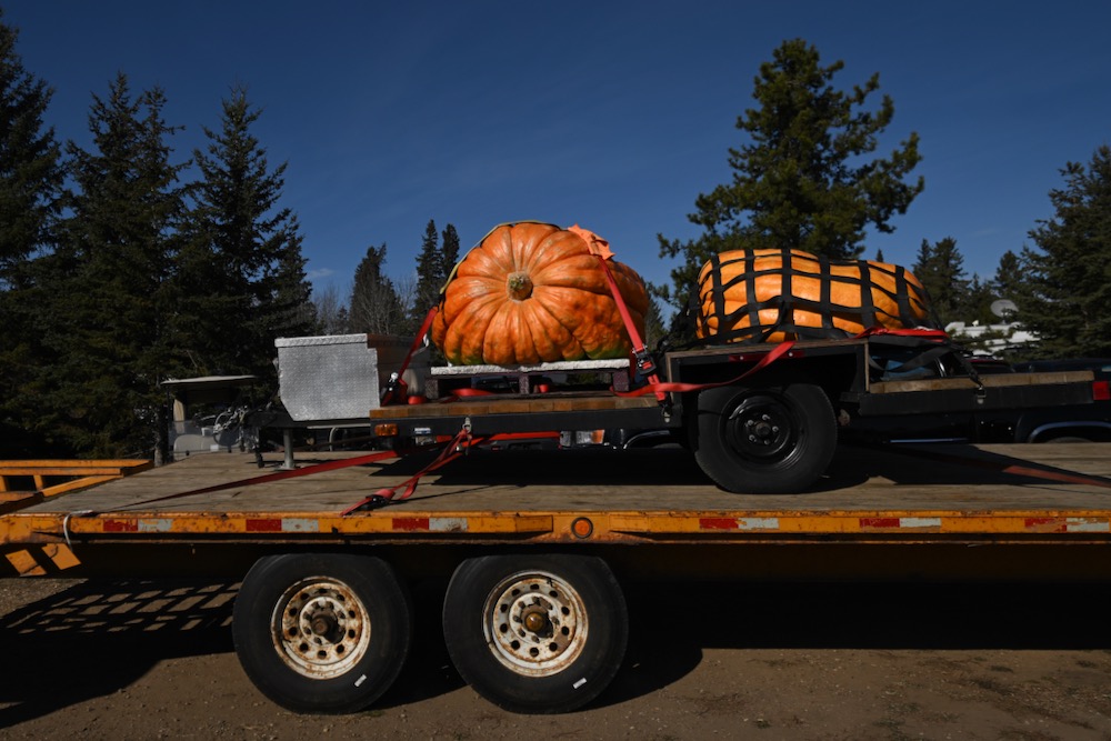 Two pumpkins arrive for a weigh-off on Oct. 7, 2023 at Smoky Lake, Alta., about 115 km northeast of Edmonton, as part of the 33rd annual Great White North Smoky Lake Pumpkin Festival. Don Crews of Lloydminster secured his champion title with a 2,037.5-lb. pumpkin. (Photo: Artur Widak/NurPhoto via Reuters)

