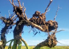 A symptomatic canola plant displays the telltale root galls of clubroot.