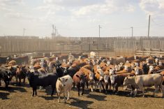 In 2019, Cargill estimated 6.5 million pounds of eligible beef was losing certification at the feedlot level.