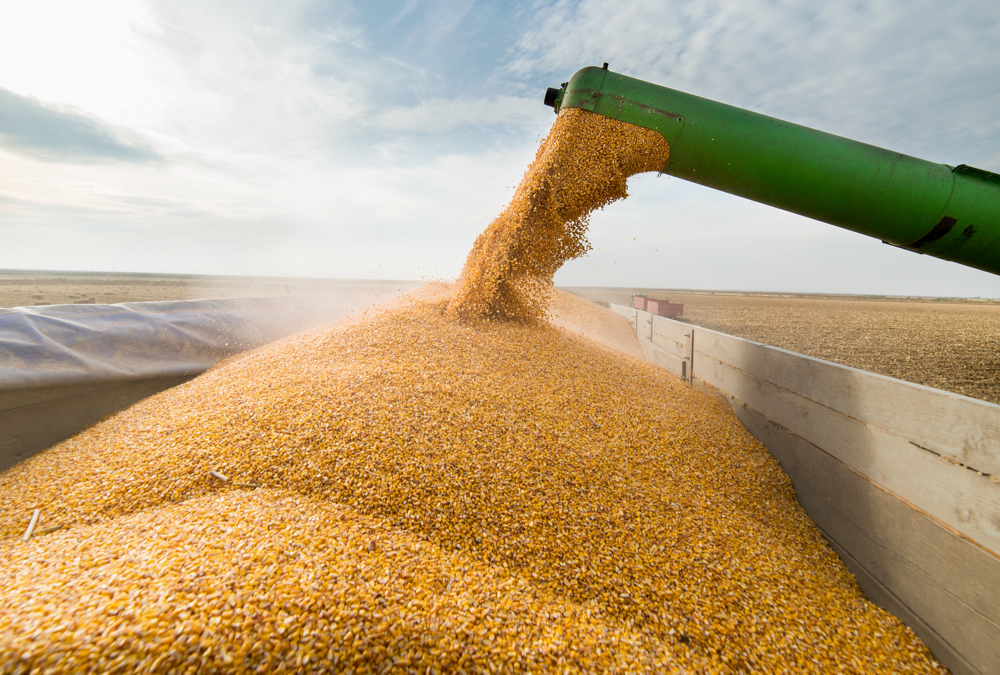 U.S. estimates bullish in corn, oilseeds