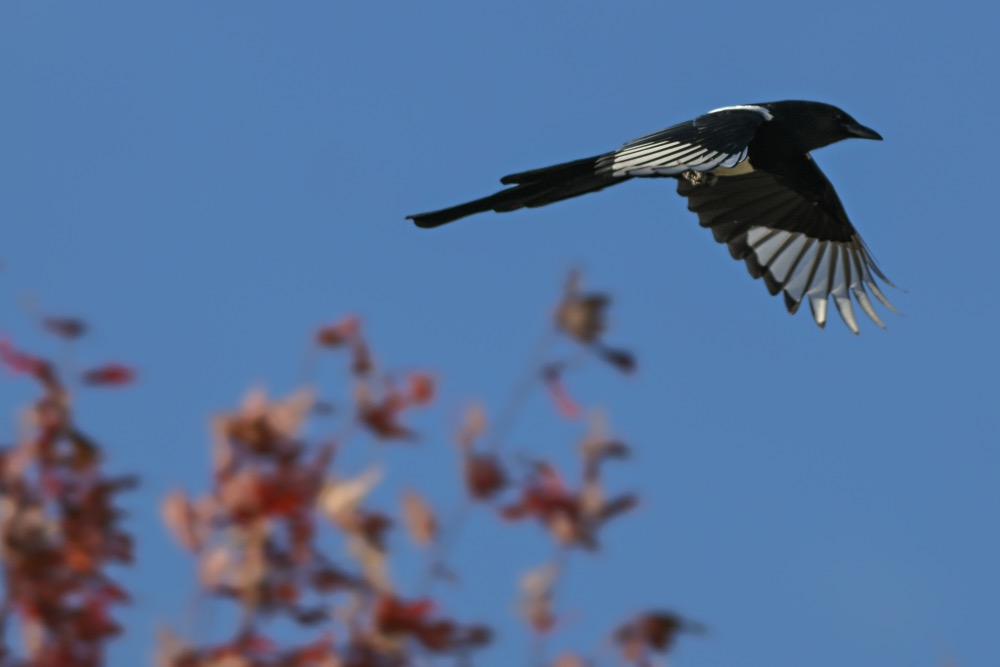 A black-billed magpie in Edmonton on Oct. 19, 2023. (Photo: Artur Widak/NurPhoto via Reuters)
