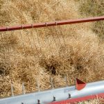 Canola production is down from 2022 and more of it will likely end up with domestic crushers.