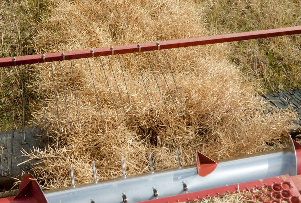 Canola production is down from 2022 and more of it will likely end up with domestic crushers.