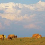 Cattle graze south of Brandon Aug. 24.