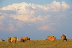 Cattle graze south of Brandon Aug. 24.