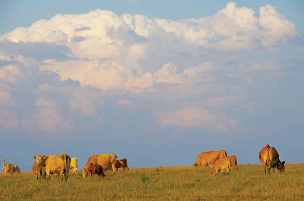Cattle graze south of Brandon Aug. 24.