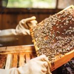 “It can sit dormant [on] equipment for years and years until hive stressors and hive conditions are right for it to infect the colony.” – Osee Podolsky, Canadian Honey Council.