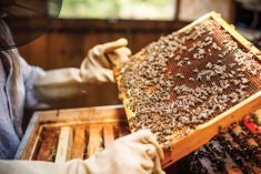 “It can sit dormant [on] equipment for years and years until hive stressors and hive conditions are right for it to infect the colony.” – Osee Podolsky, Canadian Honey Council.