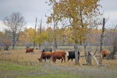Cattle graze near Sarto in southeastern Manitoba Oct. 18.