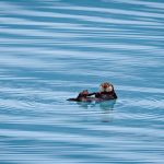 A sea otter floats near the Columbia Glacier along Alaska’s southern gulf coast. (Chansak Joe/iStock/Getty Images)