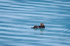 A sea otter floats near the Columbia Glacier along Alaska&#8217;s southern gulf coast. (Chansak Joe/iStock/Getty Images)

